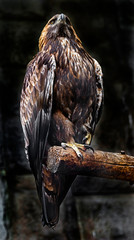 Golden eagle on the branch. Latin name - Aquila chrysaetos