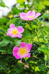 Pink flowers rose hips on the bush. Flowering dog-rose_