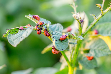 Red larvae of Colorado potato beetle on potato bushes. Beetles eat potato leaves_