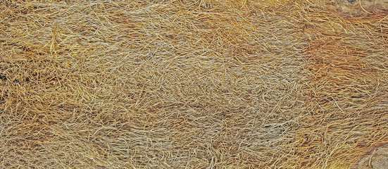 Abstract pattern formed by fibrous threads of palm bark