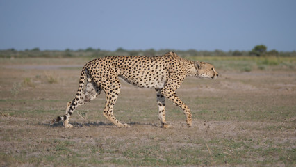 Cheetah at Central Kalahari Game Reserve