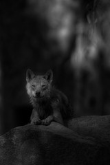 Grey wolf, wolf in the forest