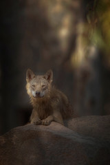 Grey wolf, wolf in the forest