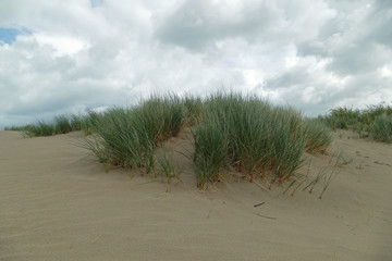 Green European marram grass (Ammophila) on a sand dune at cloudy weather