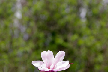 pink Magnolia flower on dark green bokeh background with copy space 