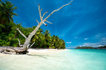 Surreal view with dry tree trunk on sandy beach with palm trees and blue lagoon and sky