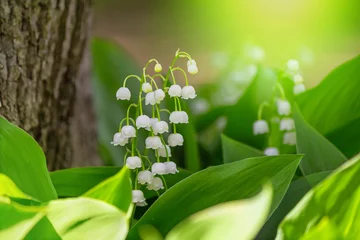 Schilderijen op glas Lily of the valley (Convallaria majalis), blooming in the spring forest, close-up © rustamank