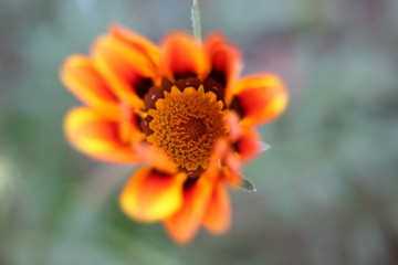 Gazania is a genus of flowering plants in the family Asteraceae, native to Southern Africa. They produce large, daisy-like composite flowerheads in brilliant shades of yellow and orange, over a long p