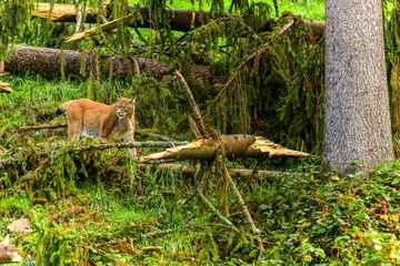 Fotobehang Lynx Luchs auf der Jagd  © Uwe