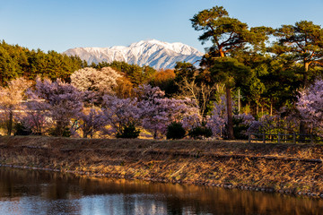 南アルプスと桜の木