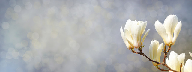 Spring banner, horizontal background - white magnolia flowers on a tree on gray background and the...