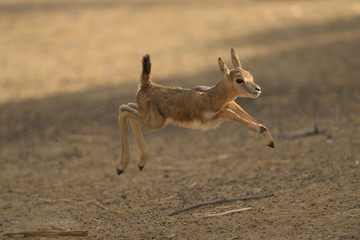 Gazelle antelope deer in the wilderness