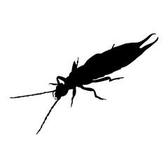 Earwig (Dermaptera) Silhouette Vector Found In Around Of The World