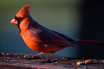 Close up of bright red male Northern Cardinal Bird