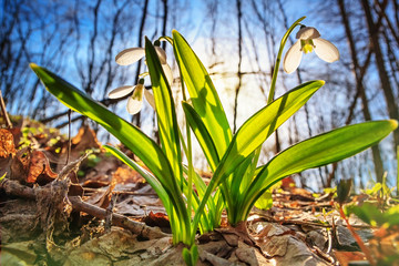 Galanthus nivalis or common snowdrop - blooming white flowers in early spring in the forest, closeup