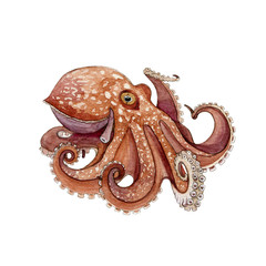 Octopus watercolor painted image. Hand drawn underwater aquatic animal. Wild octopus with eight tentacle single illustration. Beautiful marine creature isolated on white background. © anitapol