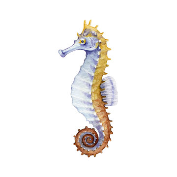 Seahorse bright watercolor illustration. Hand drawn small tropical sea-horse fish. Aquarium colorful creature, isolated on white background.	