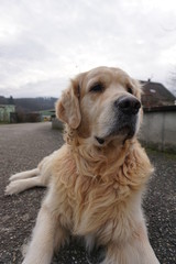 Portrait Golden Retriever