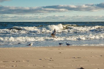 Möwen am Ostsee Strand von Usedom