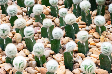 Many cactuses on a sand stone.Gymnocalycium mihanovichii grafted cactus Notocactus scopa.