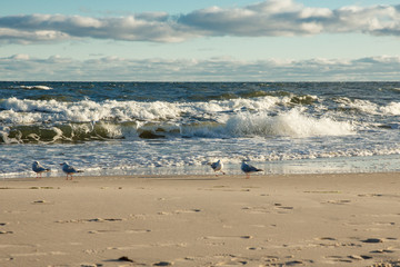 Möwen am Ostsee Strand von Usedom