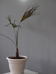 Brochea palm at home. Negative conditions. Dried leaves.