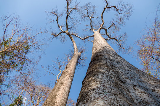 Baobab Trees (adansonia grandidieri) trunk in Madagascars Ankarafantsika National Park
