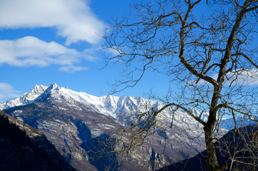 Snow-capped Mountain Peak and a Bare Tree and Blue Sky and Clouds in Ticino, Switzerlannd.