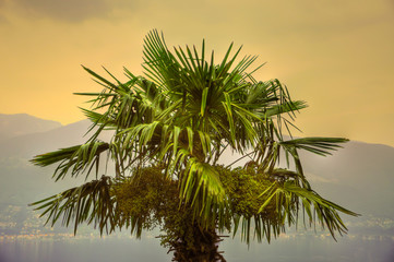 Fototapeta na wymiar Palm Tree and Mountain in Switzerland.