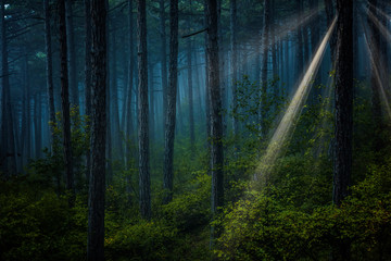 sun rays in misty forest