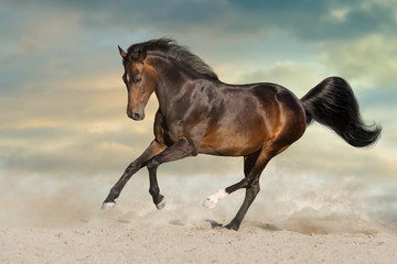 Fototapeta na wymiar Bay stallion run on desert dust against dramatic background