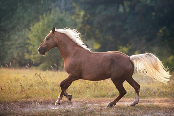 Obraz na płótnie Canvas Palomino horse run gallop outdoor