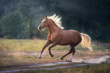 Palomino horse run gallop outdoor - obrazy, fototapety, plakaty