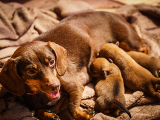 Little dachshund mom feeding puppies newborns