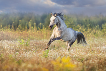 Fototapeta na wymiar Horse run in camomile field