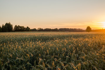 Scene of sunset or sunrise on the field with young rye or wheat in the summer with a cloudy sky background. Landscape.