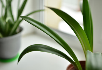  Indoor plants on the window in the house.