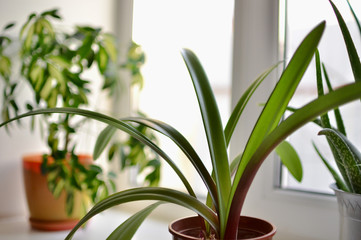  Indoor plants on the window in the house.