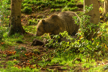 Braunbär auf Nahrungssuche