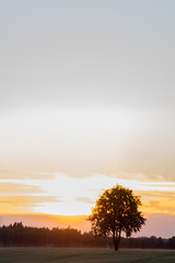 Silhouette of a solitary oak tree at sunset with a dramatic orange sky