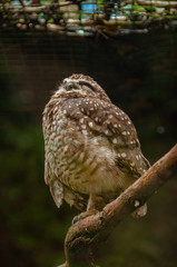 brown owl on a branch with eyes closed