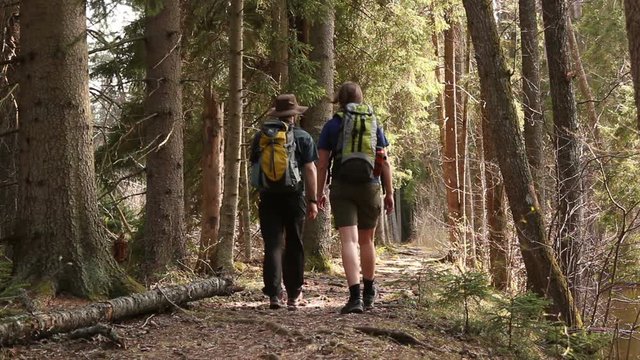 Two People hiking in the Woods with many Trees - They walk on the Forest Trail path - Stock Video Clip Footage