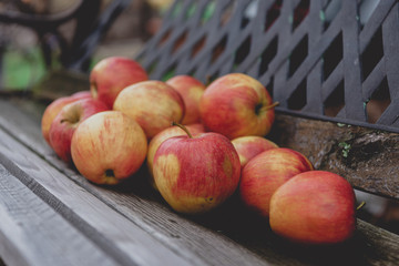 Red apples lie on an old garden bench. Autumn