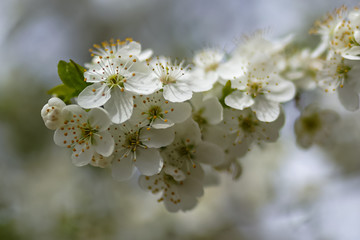 Obraz premium Allphotokz Blooming Trees 20190405 6631 A7M3 