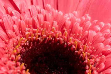 Macro photo of red and pink gerbera flowers on a blue background