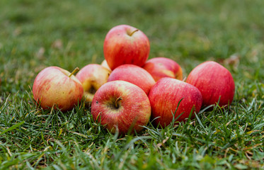 Red apples lie on the green grass. A bunch of apples