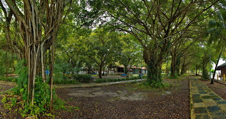 Malaysia. Growing, the Bengal ficus can turn into a huge tree that occupies several hectares and has a crown circumference of more than 600 meters