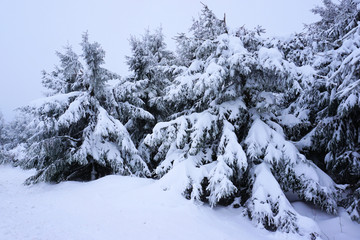 Fototapeta na wymiar Winterlandschaft - schneebedeckte Tannen im Erzgebirge