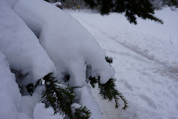 Schneebedeckter Nadelbaum im Februar in Nahaufnahme
