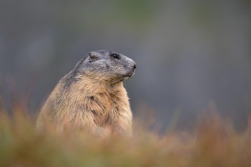 alpine marmot (Marmota marmota) in the natural  environment 